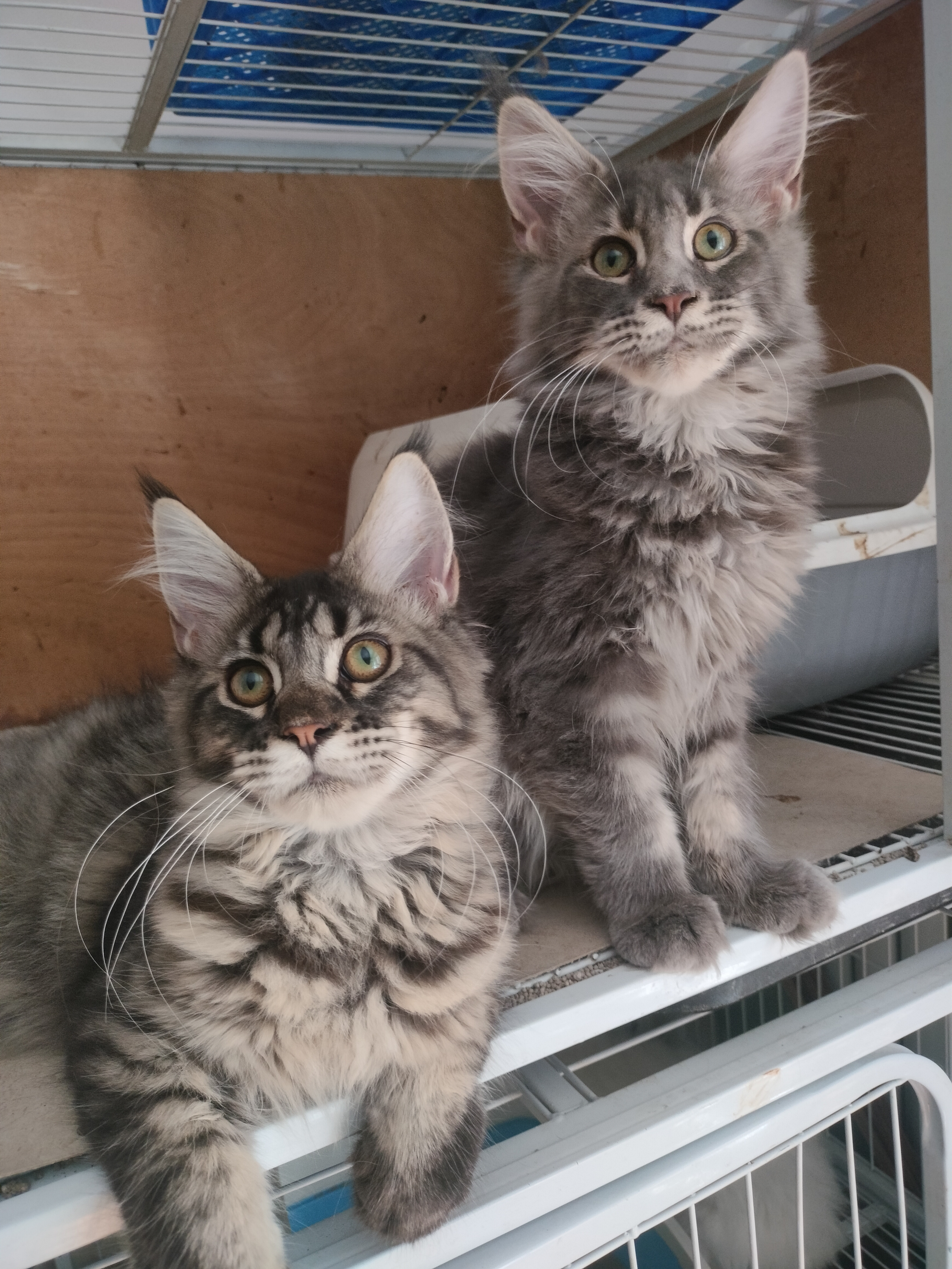 缅因猫